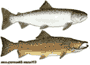 salmon image