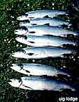 big catch of salmon